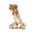 Bunch of garlic bulbs isolated on white background Royalty Free Stock Photo