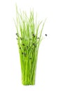 Bunch of fresh garlic chive microgreens, raw and sprouted Allium tuberosum Royalty Free Stock Photo