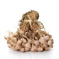 Bunch garlic isolated on white background Royalty Free Stock Photo