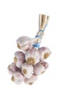 Bunch of garlic Violet braid on white background Royalty Free Stock Photo