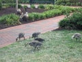 A bunch of Geese near Broker Pond on the campus of UNC Charlotte in Charlotte, NC