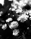 Bunch of gerbera daisy flowers. very close up. macro photo.