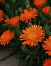 Gerbera Daisy Orange Color Flowers Royalty Free Stock Photo