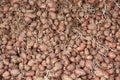 Bunch of germinated seed potatoes with sprouts for spring planting, dried under canopy. Royalty Free Stock Photo