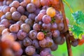 Bunch of gewurztraminer grapes from a vineyard Royalty Free Stock Photo