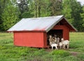 Bunch of Goats on Farm Looking From Shed