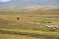 Bunch of goats on mountain valley. Nature background. Vacation background.