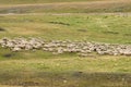 Bunch of goats on mountain valley. Nature background. Vacation background.