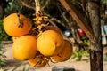 Bunch of golden coconuts close-up