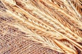 A bunch of golden ears of rye on a fabric of coarse linen threads. Royalty Free Stock Photo