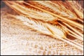 A bunch of golden ears of rye on a fabric of coarse linen threads. Royalty Free Stock Photo