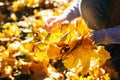 Bunch of a golden maple leaves in a hands Royalty Free Stock Photo