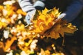 Bunch of a golden maple leaves in a  hands Royalty Free Stock Photo