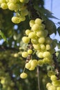 Bunch gooseberry.Phyllanthus acidus, Native gooseberry