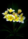Gorgeous frangipani flowers Royalty Free Stock Photo