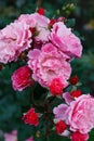 Bunch of gorgeous hot pink spray roses in the garden Royalty Free Stock Photo