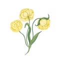 Bunch of gorgeous yellow tulip flowers isolated on white background. Elegant botanical drawing of beautiful garden