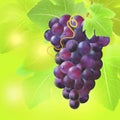 Bunch of grape on summer blur background. Created with gradient meshes. Royalty Free Stock Photo