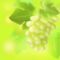 Bunch of grape on summer blur background. Created with gradient meshes. Royalty Free Stock Photo