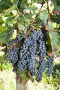 Bunch of grape vines at harvest Royalty Free Stock Photo