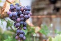 A bunch of grape with water drops hanging on a branch in a vineyard. Harvest concept. Copy Space