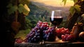 bunch grape wine drink grape Royalty Free Stock Photo