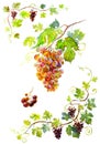 Grapes and grapevine 