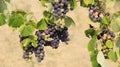 Dark Purple Grapes Vine With Green Leaf And Blurs Background Royalty Free Stock Photo