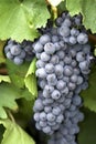 Bunch of grapes 2. Royalty Free Stock Photo