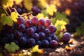 bunch of grapes Autumn harvest bokeh. ai generative Royalty Free Stock Photo