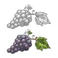 Bunch of grapes with berry and leaves. Vintage engraving vector Royalty Free Stock Photo