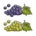 Bunch of grapes with berry and leaves. Vintage engraving vector Royalty Free Stock Photo