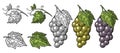 Bunch of grapes with berry and leaves. Vintage engraving vector Royalty Free Stock Photo