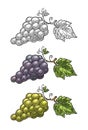 Bunch of grapes with berry and leaves. Vintage engraving vector Royalty Free Stock Photo