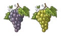 Bunch of grapes with berry and leaves. Vintage engraving vector Royalty Free Stock Photo