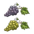 Bunch of grapes with berry and leaves. Vintage engraving vector Royalty Free Stock Photo