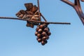 Bunch of Grapes of bronze on sky background