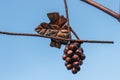 Bunch of Grapes of bronze on sky background