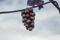 Bunch of Grapes of bronze on sky background