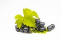 The bunch of grapes is dark blue with fresh leaves isolated on a white background Royalty Free Stock Photo