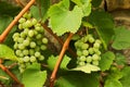 Bunch of grapes Royalty Free Stock Photo