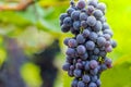 Bunch of grapes and drops of water on the tree. Royalty Free Stock Photo
