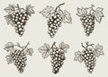 Bunch of grapes engraving. Vintage sweet grape berrys isolated etching for wine design, antique style woodcut vector Royalty Free Stock Photo