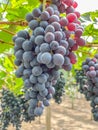 Bunch of grapes field in the farm