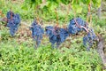 Bunch of grapes in French vineyards