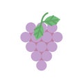 Bunch grapes fresh fruit harvest design icon