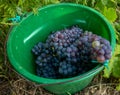 Bunch of grapes in green bucket
