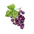 Bunch of grapes with a green vine leaf. Hand drawn watercolor illustration isolated on white background Royalty Free Stock Photo