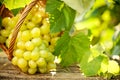 Bunch of grapes with green vine leaves Royalty Free Stock Photo