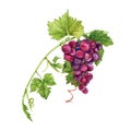 Bunch of grapes with green vine leaves. Hand drawn watercolor illustration isolated on white background Royalty Free Stock Photo
